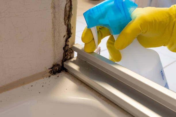 Best Kitchen Mold Remediation in Monroeville, OH