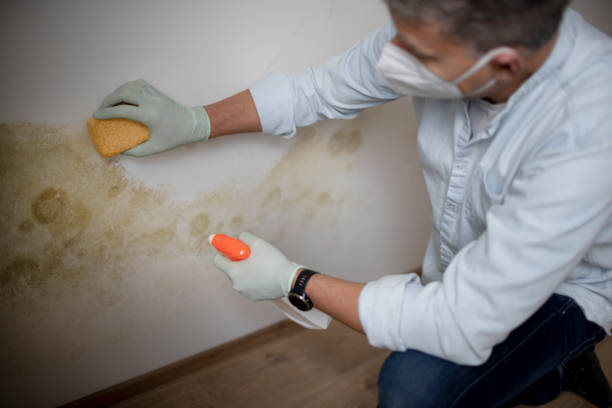 Best White Mold Remediation in Monroeville, OH