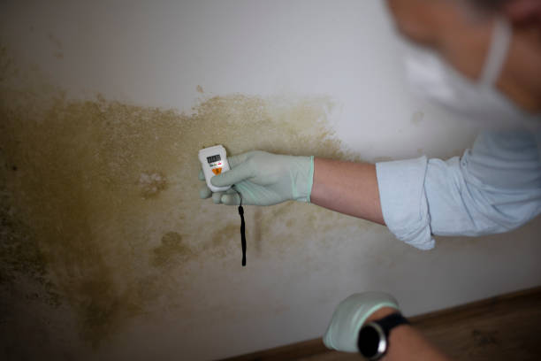 Best Preventive Mold Services in Monroeville, OH
