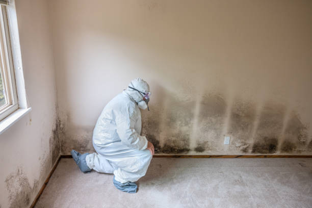 Best Post-Flood Mold Remediation in Monroeville, OH