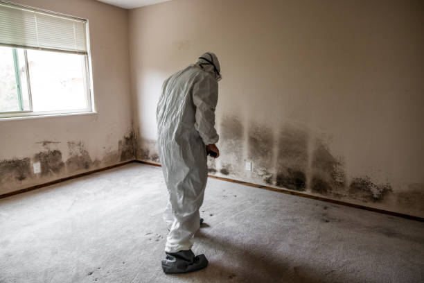 Best Residential Mold Remediation in Monroeville, OH