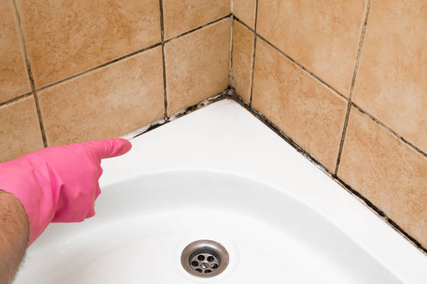 Professional Mold Remediation in Monroeville, OH